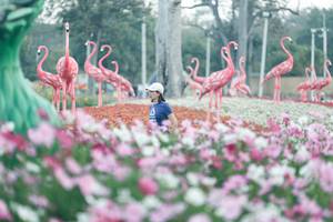 BIB: 
                            <button type="button" onclick="openModal(27343930)" class="btn btn-primary btn-sm float-right btn-popup" data-toggle="modal" data-target=".modal-high-quality">
                        <i class="fas fa-shopping-cart"></i> Add to Cart
                    </button>
                                            <button type="button" onclick="isThisMe(27343930, true)" class="btn btn-success btn-sm float-right btn-popup btn-isme hidden" data-toggle="tooltip" data-placement="bottom" title="นี่คือรูปของคุณใช่ไหม คลิกที่นี่เพื่อเอาเข้าอัลบั้ม">
                        <i class="fas fa-plus"></i> Add to album
                    </button>
                    <button type="button" onclick="isThisMe(27343930, false)" class="btn btn-warning btn-sm float-right btn-popup btn-isnotme hidden">
                        <i class="fas fa-ban"></i> Remove from album
                    </button>